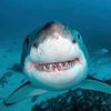 the_surprised_shark