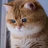 khay_niss