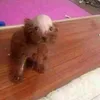 fortnitekitten1234567890