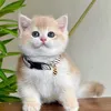 tannhatmai