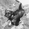 maximus_bully