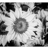 ojosdegirasol2