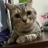 littletioncutecat