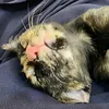 lolemsieucuti