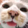 bblooci