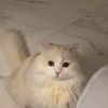 ريم العبدالعزيز