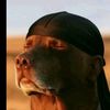 dashypup