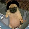 un_capo_facherita