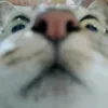 alienchung