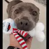 bluenosemama
