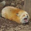 fox_reinmoon