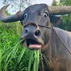 datvu.dentrang