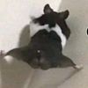 0ptimus_crim3