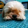 jingdqueen