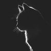 milsy.ap