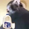 leoooo__cspectrum