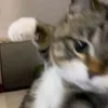 bennnsc