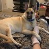 baileygermansd