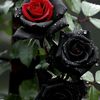 veysel0313