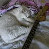 quickletsleave