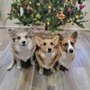 corgs_in_the_glass_city