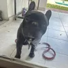 chocolateazulamargo