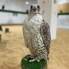 arabfalconry3