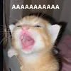 baeduahau04