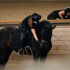sofya.dressage
