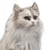 tyratakestren
