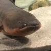 sneakysnakes66