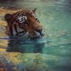 tora_916