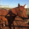 cowboy_367