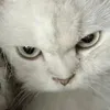 Kitty