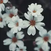charli___damelio41