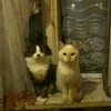nicolvsgyu