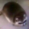 notsamyoupepega