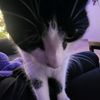 nat__therat