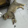 bacxiu290