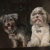 Covy and Pawmily