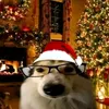 skibsskibs