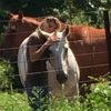 saveahorse1974