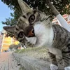 voicoi_27tui