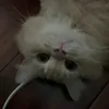 tu.ut_
