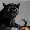 ibisoff_52