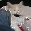 snowy.mycat