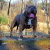 Bullybluegiants_xl_pitbulls