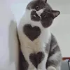 mei.mei2acd