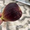 أبـو عـثـمـان 🇰🇼 🌳🌴
