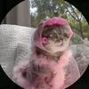 s0ft_paws